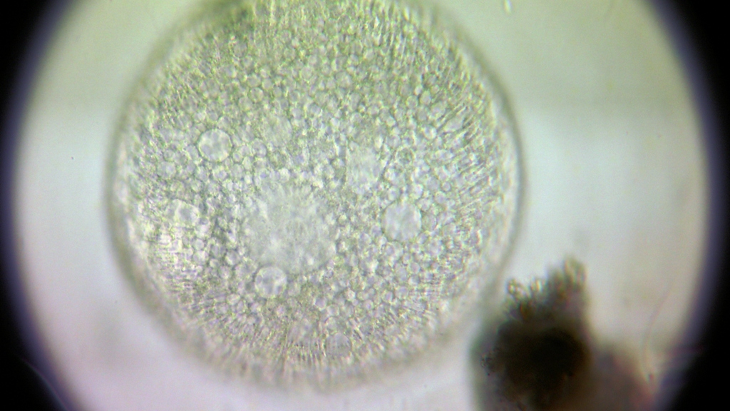 Luna piena con cinezie